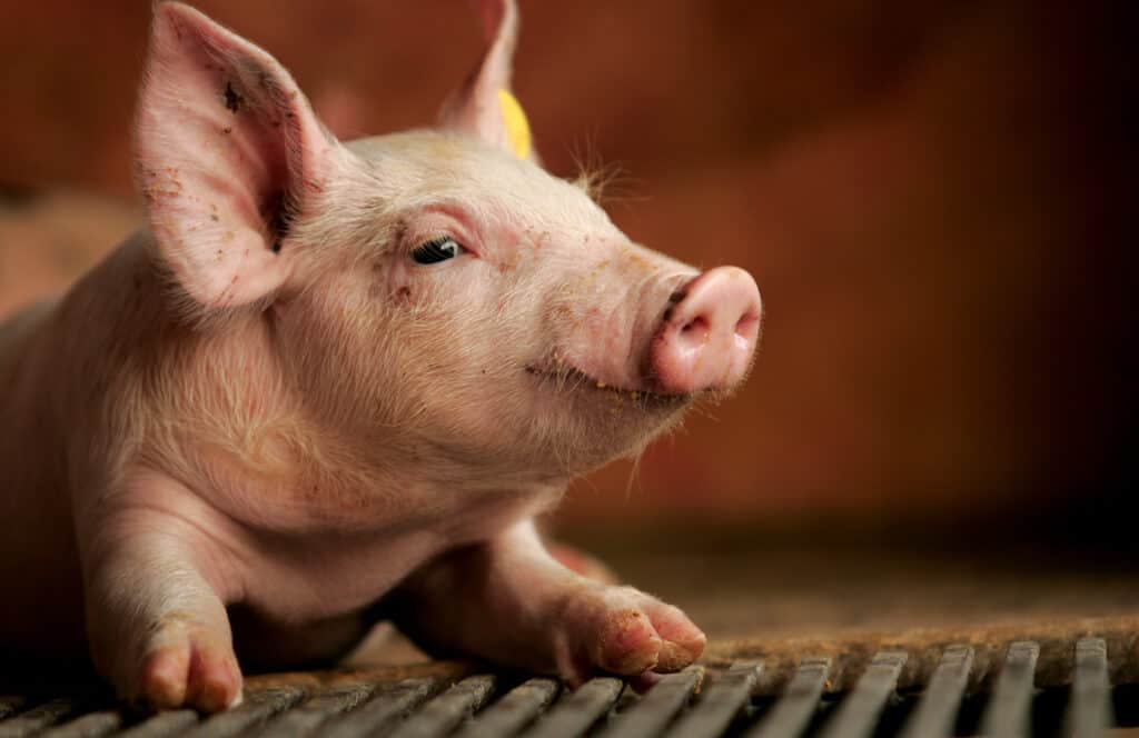 Schweinehaltung 2023 –                              Artenvielfalt oder Label-Dschungel?