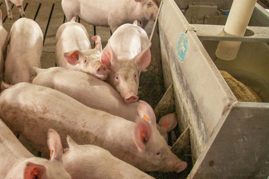 Delta Norwegen beschleunigt Nachhaltigkeit der Schweinezucht